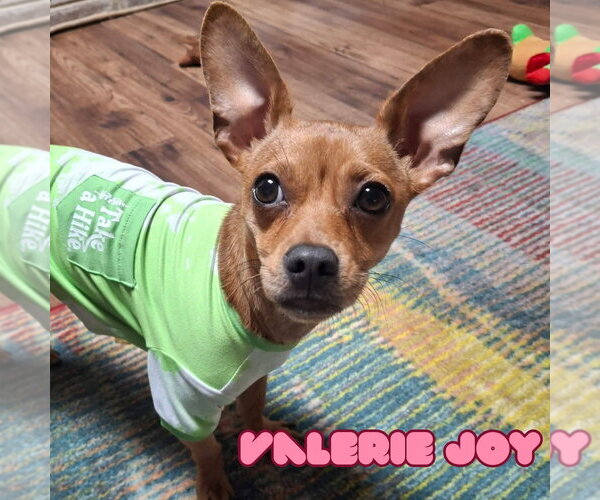 Medium Photo #5 Chiweenie Puppy For Sale in San Antonio, TX, USA