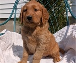 Small #6 Golden Retriever