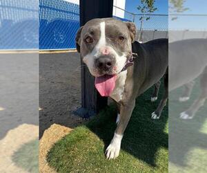 American Pit Bull Terrier Dogs for adoption in HESPERIA, CA, USA