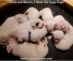 Small Photo #17 Dogo Argentino Puppy For Sale in JANE, MO, USA