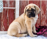 Small Photo #12 Mastiff Puppy For Sale in WAKARUSA, IN, USA