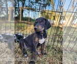 Small #13 Catahoula Leopard Dog