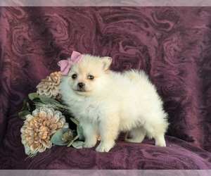 Pomeranian Puppy for sale in LINCOLN UNIVERSITY, PA, USA