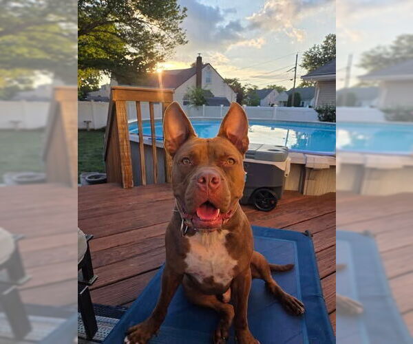 Medium Photo #33 American Bulldog-Unknown Mix Puppy For Sale in Sayreville, NJ, NJ, USA