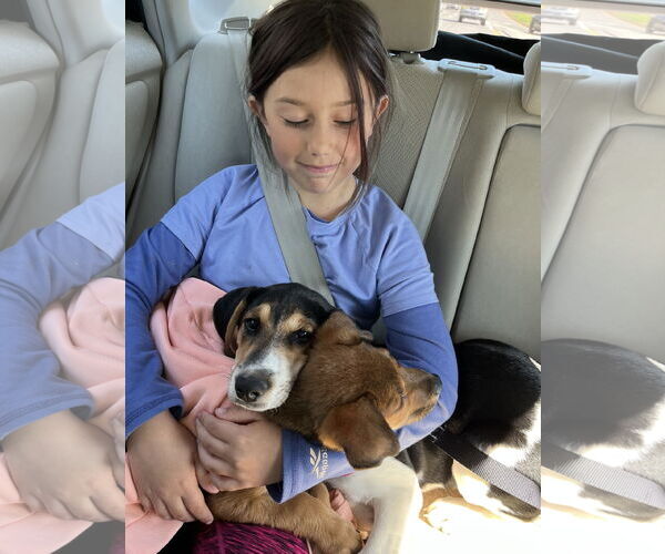 Medium Photo #14 Treeing Walker Coonhound-Unknown Mix Puppy For Sale in Holly Springs, NC, USA