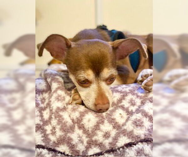 Medium Photo #2 Chihuahua-Unknown Mix Puppy For Sale in Tampa, FL, USA