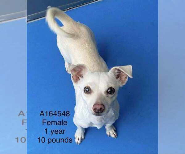 Medium Photo #1 Chihuahua-Unknown Mix Puppy For Sale in Calgary, Alberta, Canada