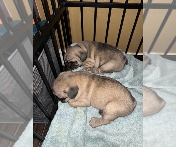 Medium Photo #6 French Bulldog Puppy For Sale in MISSION VIEJO, CA, USA