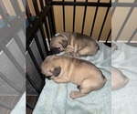 Small #5 French Bulldog