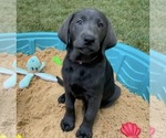 Small Photo #26 Labrador Retriever Puppy For Sale in HOLLY SPRINGS, NC, USA