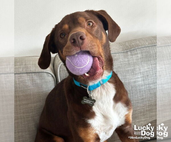Medium Photo #3 Labrador Retriever-Unknown Mix Puppy For Sale in Washington, DC, USA