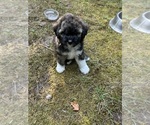 Puppy Puppy 2 Bella Shih-Poo