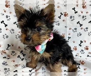 Yorkshire Terrier Puppy for sale in JONESTOWN, TX, USA