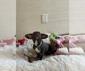 Pilot - Male Dachshund-Unknown Mix Dog for Adoption - Photo #2