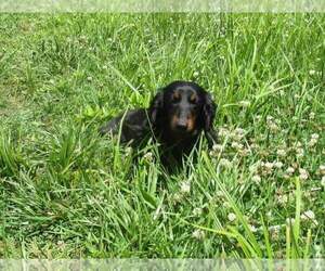 Father of the Dachshund puppies born on 06/07/2022