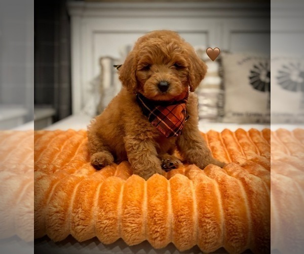 Medium Photo #8 Goldendoodle (Miniature) Puppy For Sale in SAINT JAMES, MO, USA