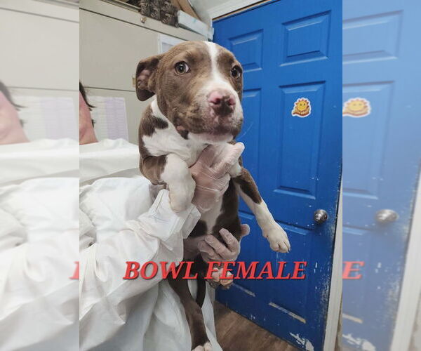 Medium Photo #4 Mutt Puppy For Sale in Evansville, IN, USA