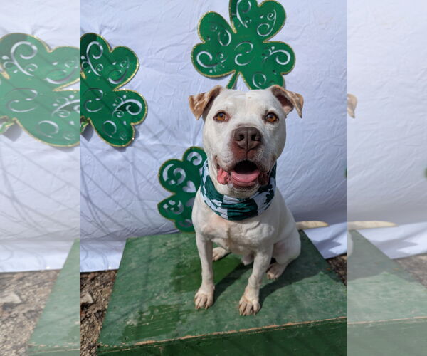 Medium Photo #2 American Bulldog-Unknown Mix Puppy For Sale in Calhoun, GA, USA