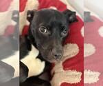 Small #1 American Staffordshire Terrier