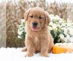 Small #2 Golden Retriever