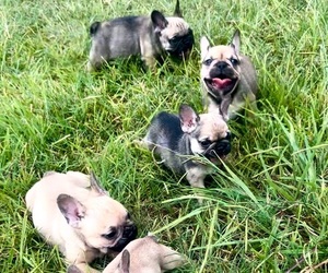 French Bulldog Litter for sale in KATY, TX, USA