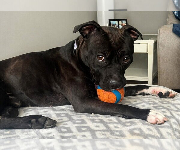 Medium Photo #12 Staffordshire Bull Terrier-Unknown Mix Puppy For Sale in Springdale, PA, USA