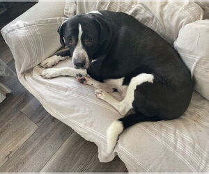 Beagle-Great Pyrenees Mix Dogs for adoption in Albany, OR, USA