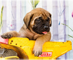 Small Photo #36 Mastiff Puppy For Sale in WAKARUSA, IN, USA