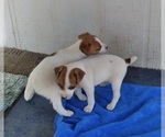 Small Photo #4 Jack Russell Terrier Puppy For Sale in FORT COLLINS, CO, USA