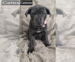 Small #2 Cane Corso