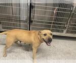 Small American Pit Bull Terrier