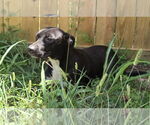 Small #1 Mutt