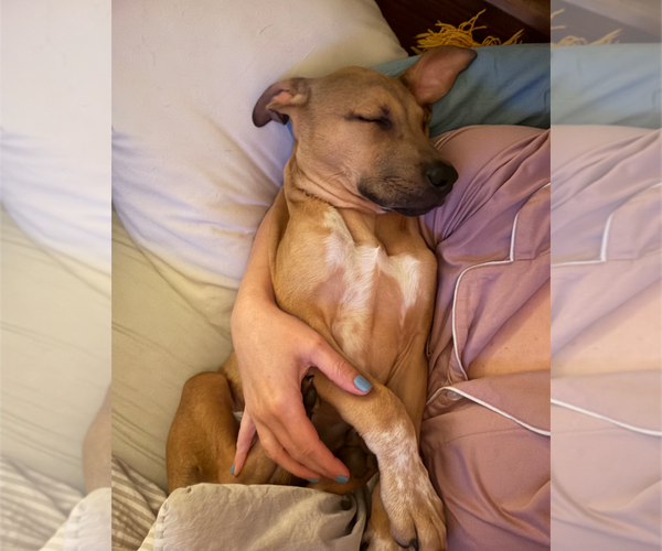 Medium Photo #4 Mutt Puppy For Sale in Holly Springs, NC, USA