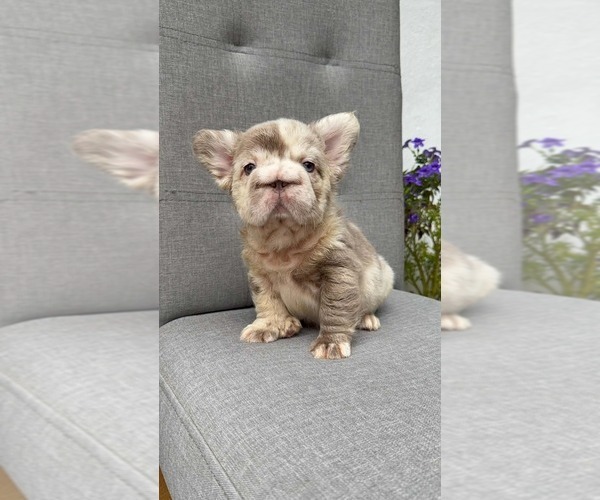 Medium Photo #6 French Bulldog Puppy For Sale in SAN DIEGO, CA, USA