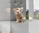 Small #5 French Bulldog