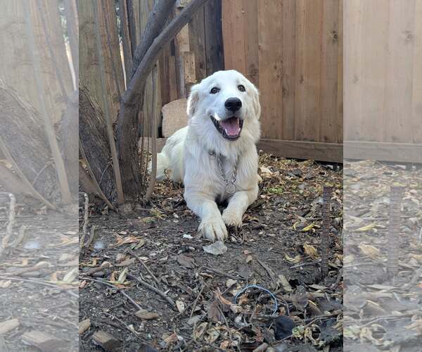 Medium Photo #6 Great Pyrenees Puppy For Sale in Bend, OR, USA