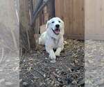 Small #5 Great Pyrenees