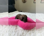 Small Photo #142 Bernedoodle Puppy For Sale in BELMONT, NC, USA