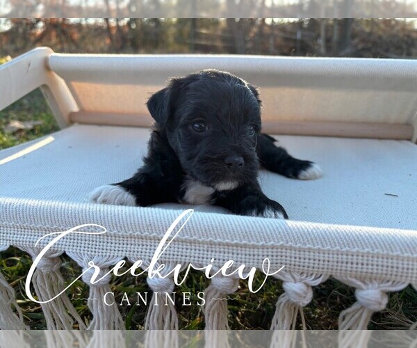 Medium Photo #1 Havapoo Puppy For Sale in NIANGUA, MO, USA