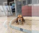 Small #2 Beagle