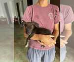 Small #3 Dachshund-German Shorthaired Pointer Mix