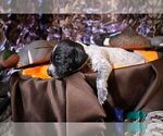 Small #4 German Shorthaired Pointer