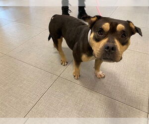 Medium American Bulldog Mix