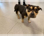 Small American Bulldog Mix