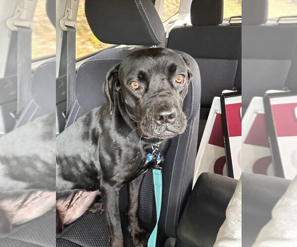 Medium Photo #4 Labrador Retriever-Unknown Mix Puppy For Sale in Springdale, PA, USA