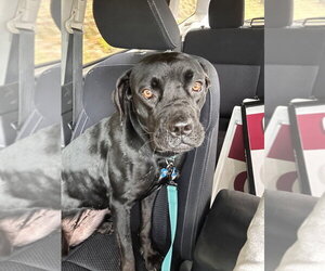 Panther - Female Labrador Retriever-Unknown Mix Dog for Adoption - Photo #4