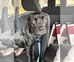 Small Photo #4 Labrador Retriever-Unknown Mix Puppy For Sale in Springdale, PA, USA