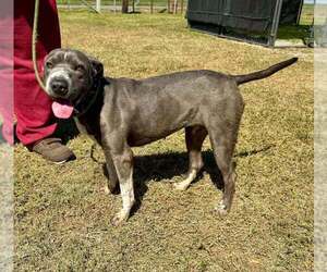 Momma - Female Mutt Dog for Adoption - Photo #3