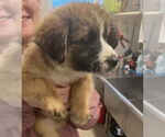 Small #1 Saint Bernard Mix