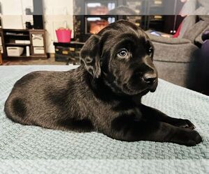 Labrador Retriever Puppy for sale in WHITE ROCK, NM, USA